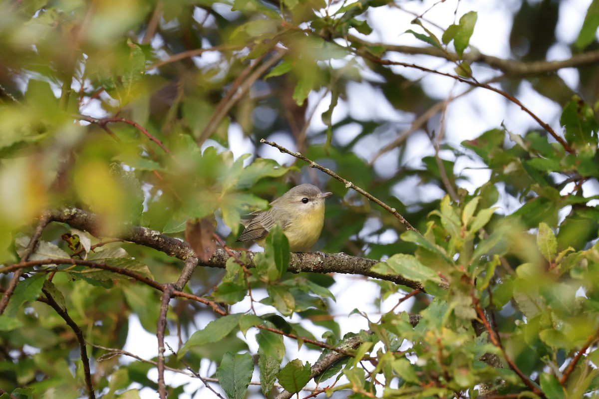 Philadelphia Vireo - ML623631297