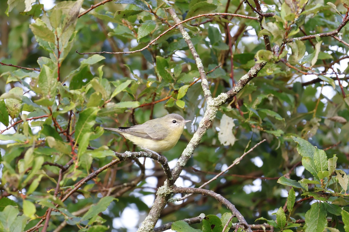 Philadelphia Vireo - ML623631298