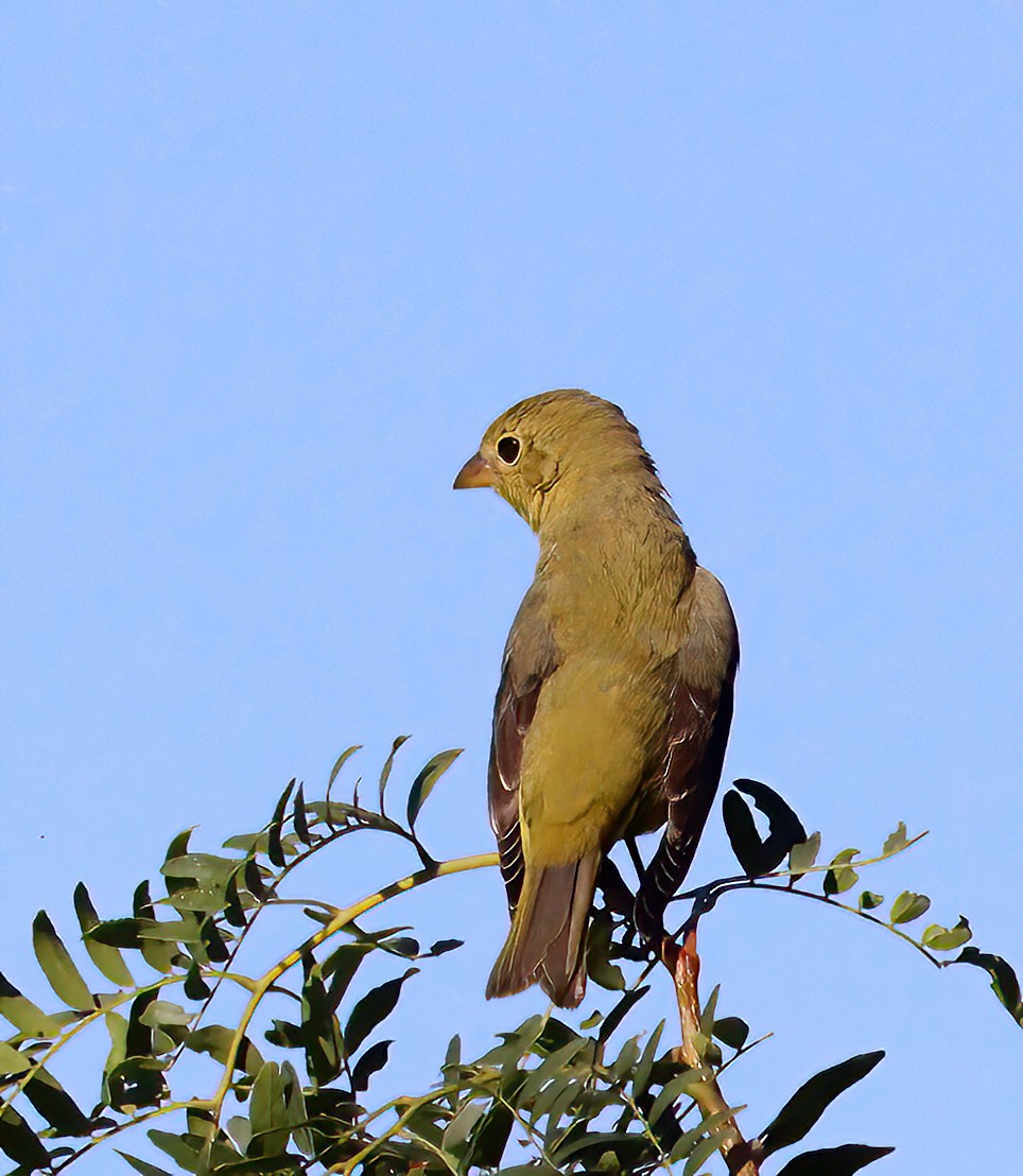 Scarlet Tanager - ML623631300