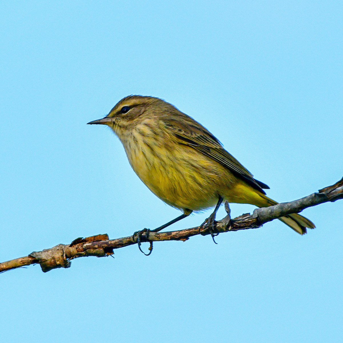 Palm Warbler - ML623631310