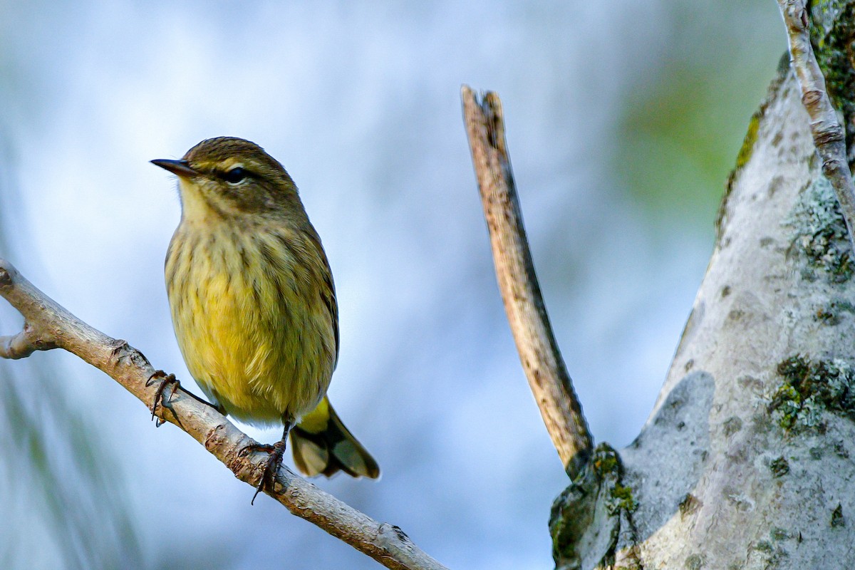 Palm Warbler - ML623631311