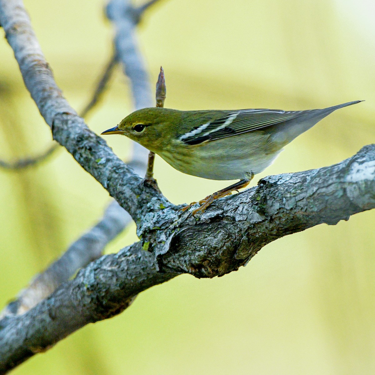 Blackpoll Warbler - ML623631333