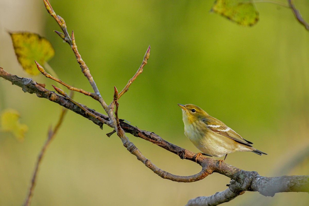 Blackpoll Warbler - ML623631334