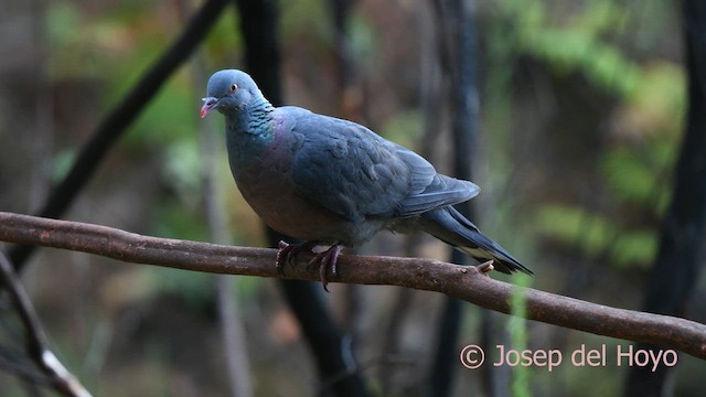 カナリーバト - ML623631414