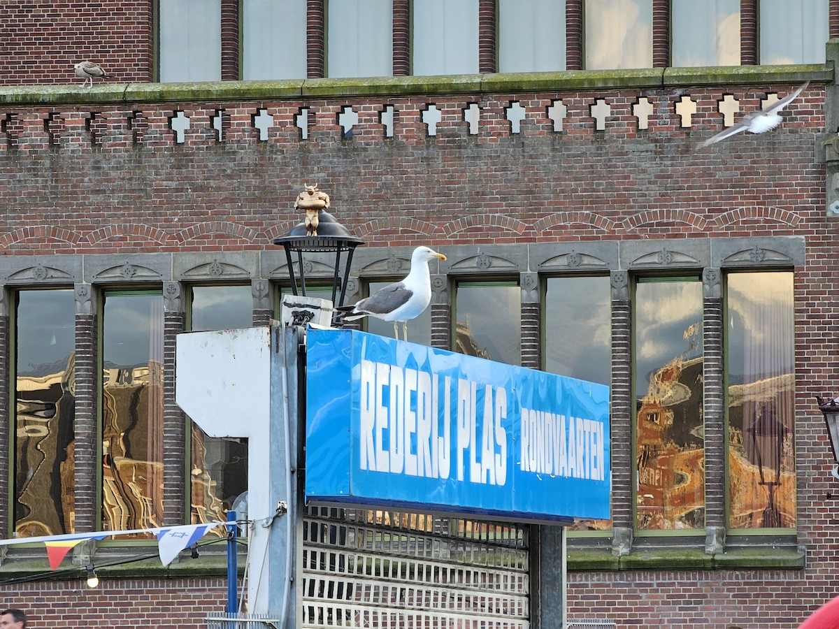 Lesser Black-backed Gull - ML623631417
