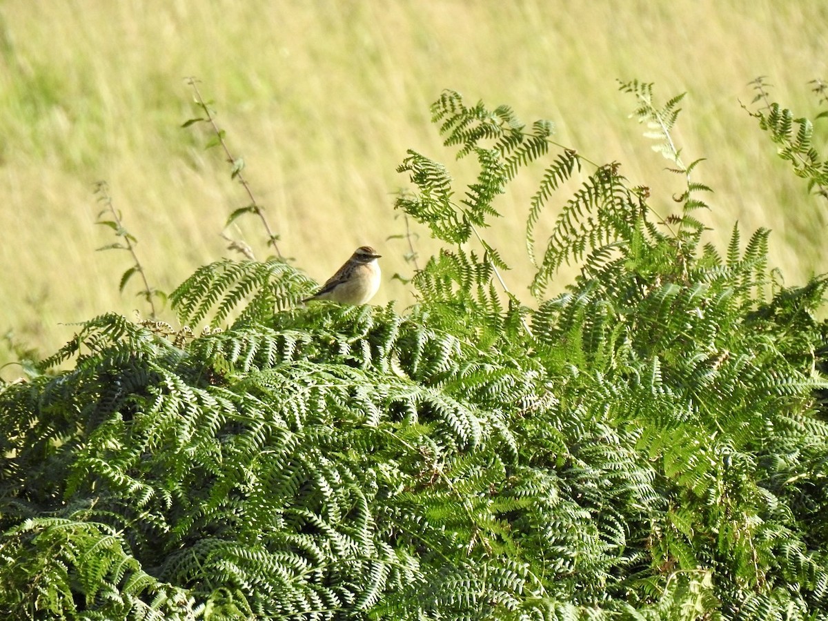 Braunkehlchen - ML623631464