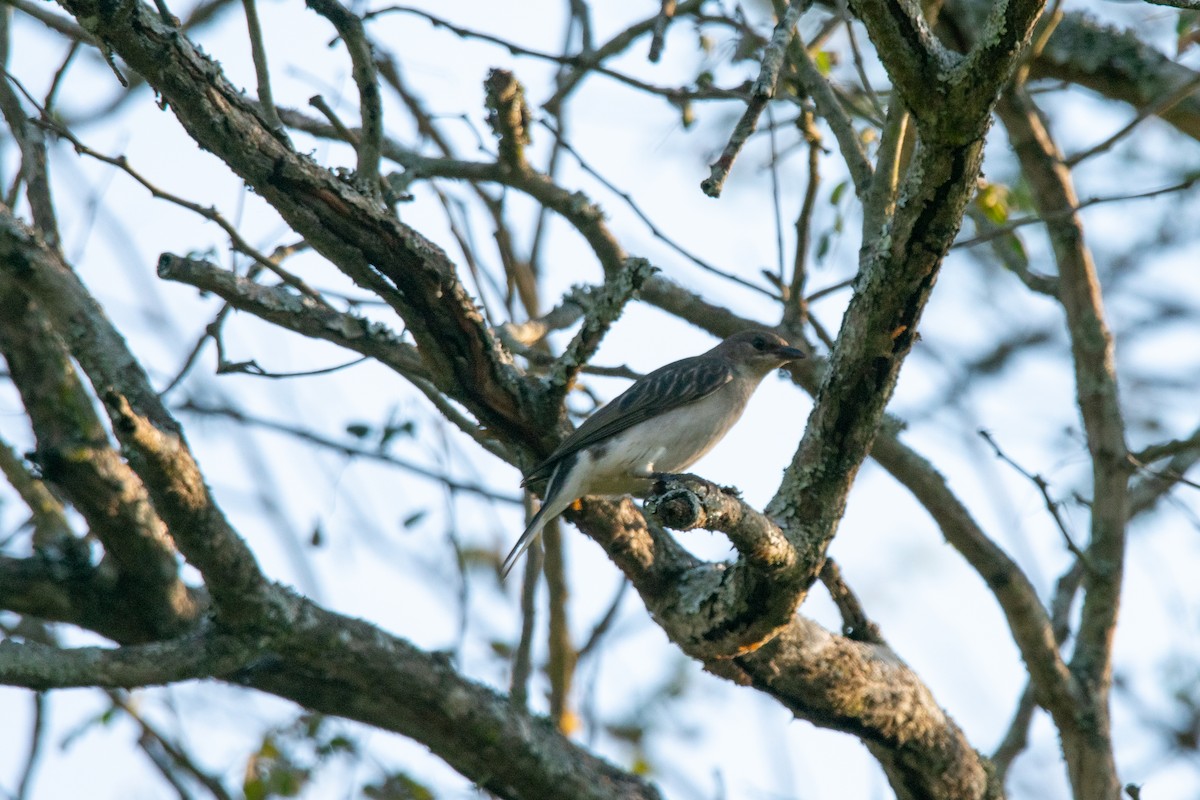 Greater Honeyguide - ML623631466