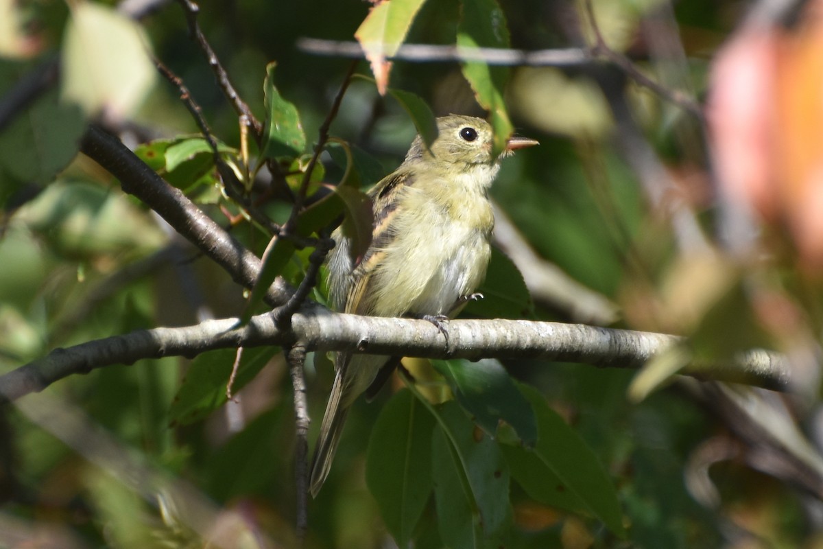 Empidonax sp. - ML623631476