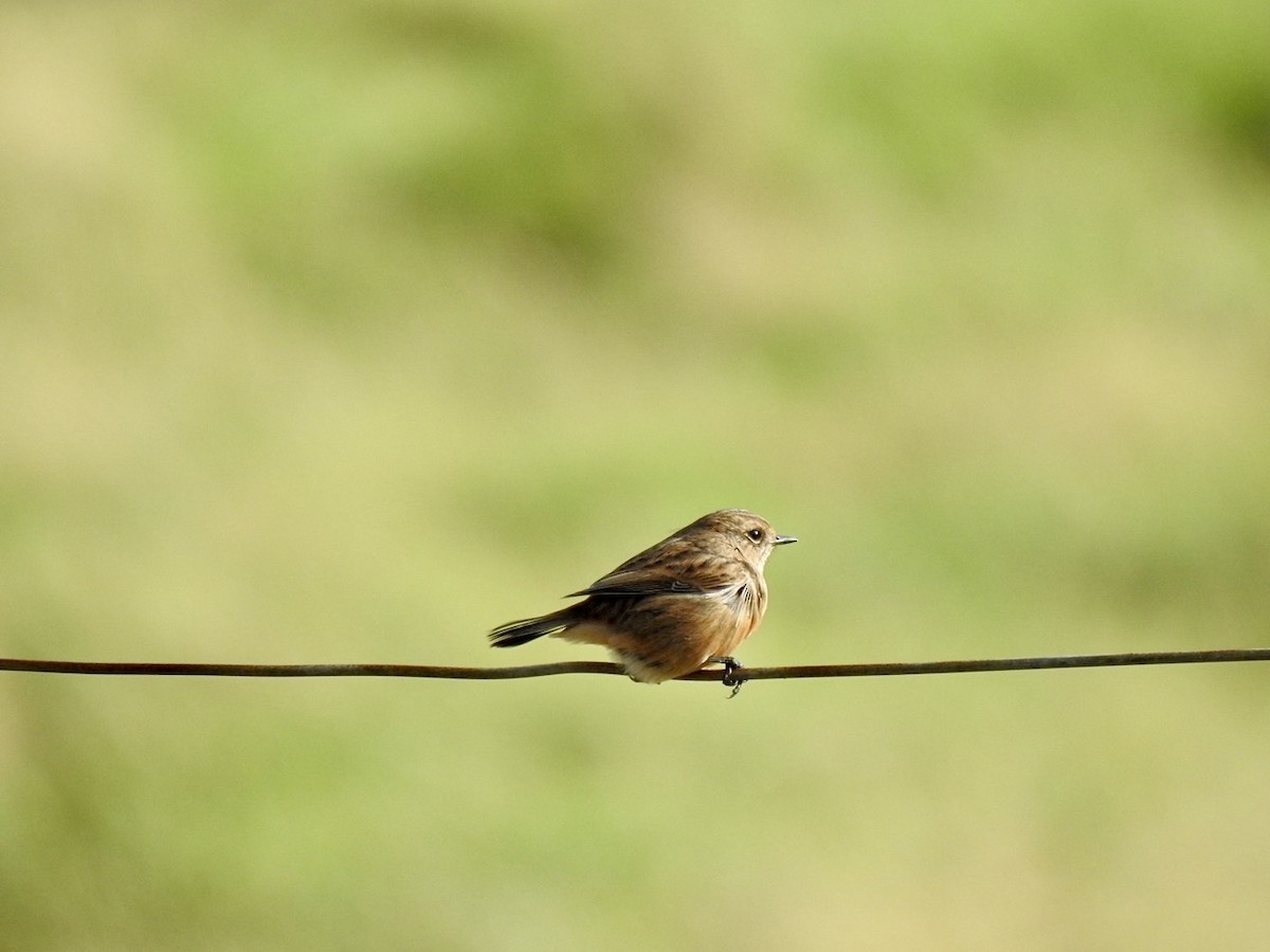 European Stonechat - ML623631477