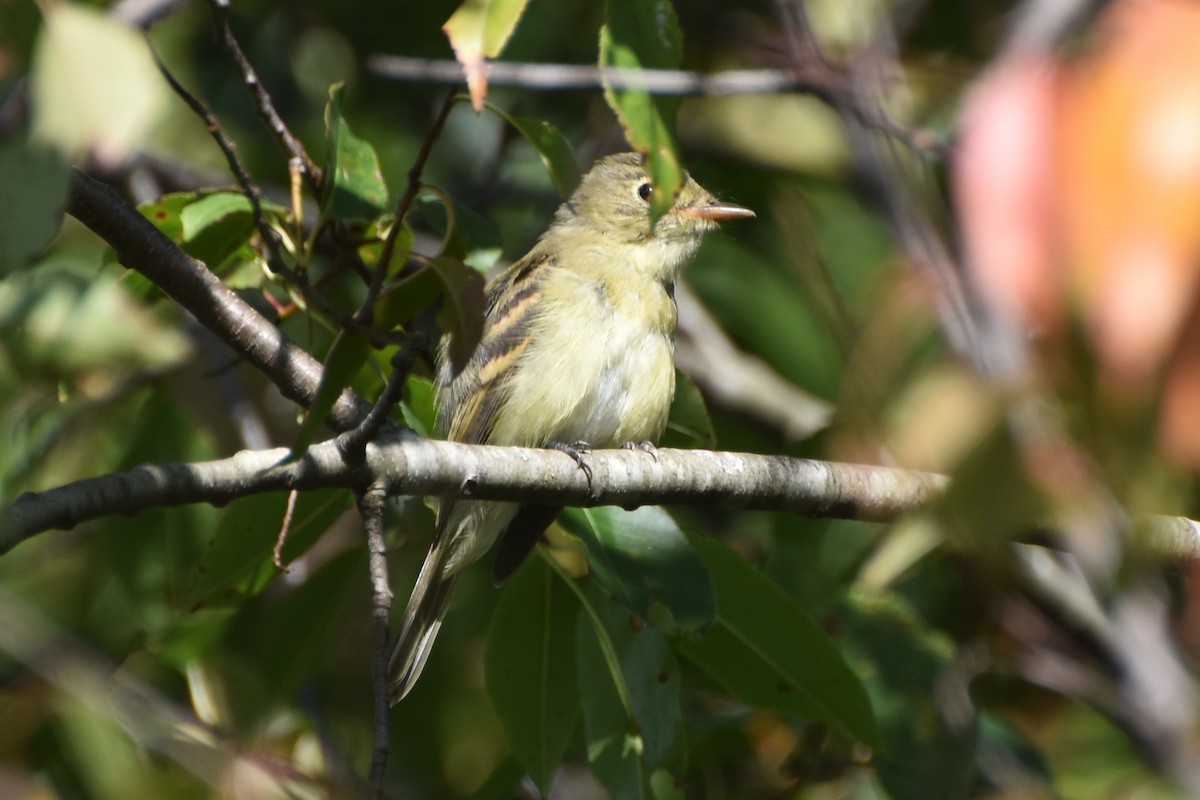 Empidonax sp. - stephen johnson  🦜