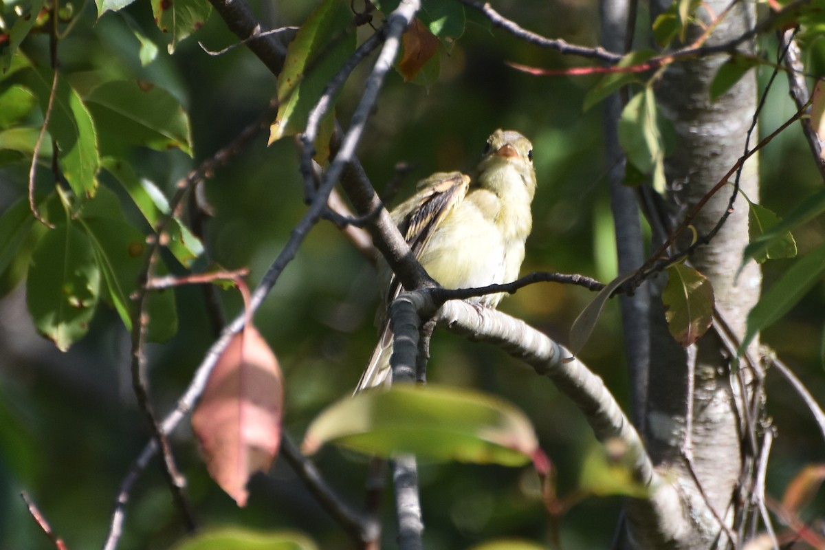 Empidonax sp. - stephen johnson  🦜