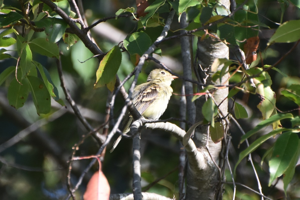 Empidonax sp. - ML623631481