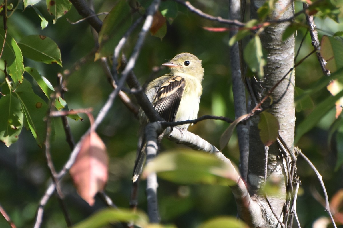 Empidonax sp. - ML623631487