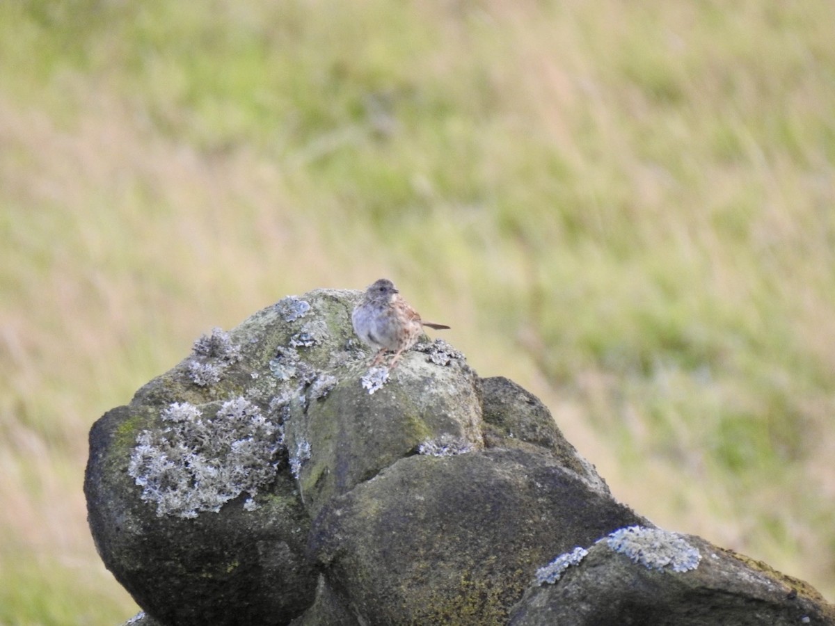 Dunnock - ML623631496