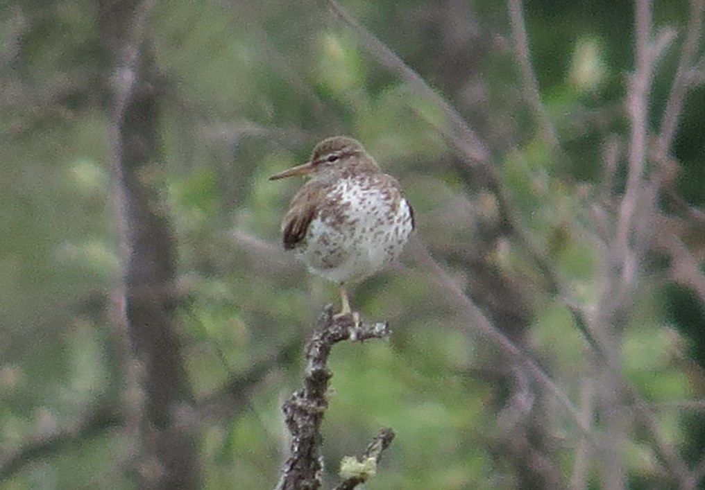 Spotted Sandpiper - ML623631507