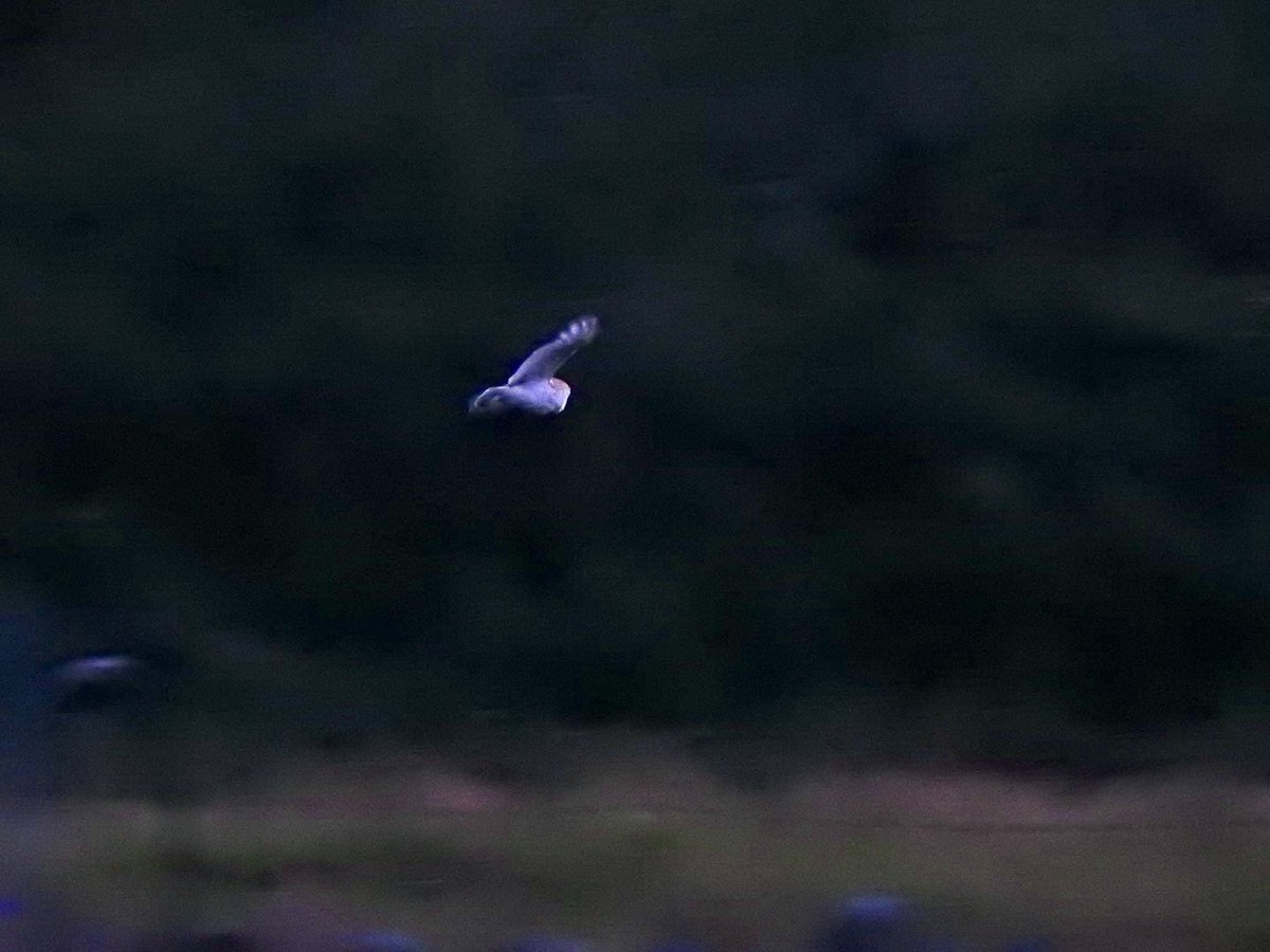 Western Barn Owl (Eurasian) - ML623631538