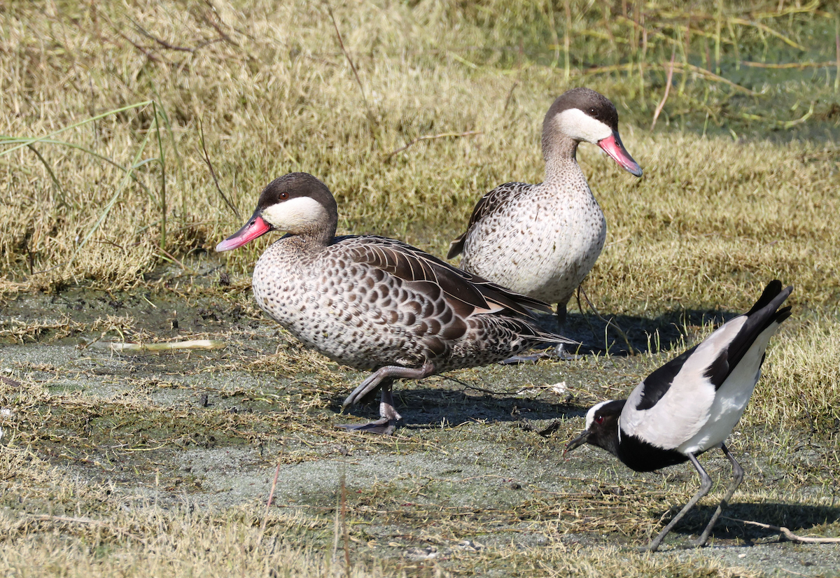 Red-billed Duck - ML623631542