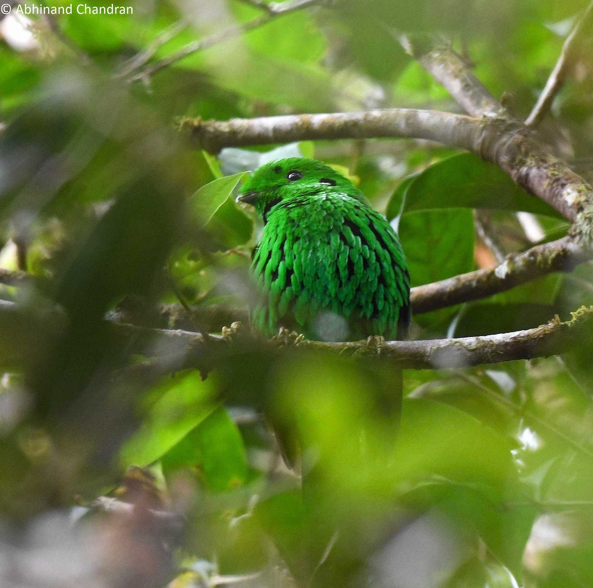 Whitehead's Broadbill - Abhinand C