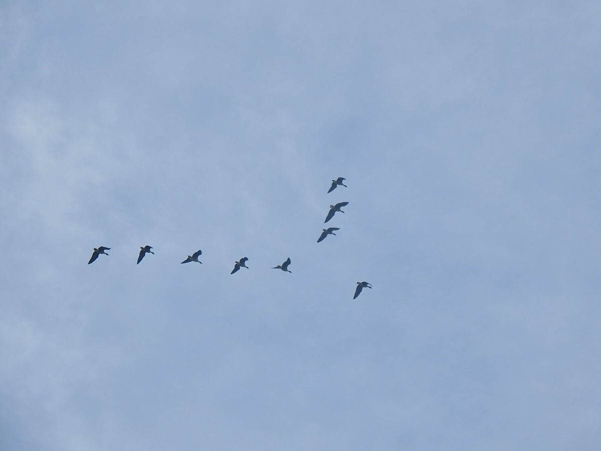 Pink-footed Goose - ML623631551