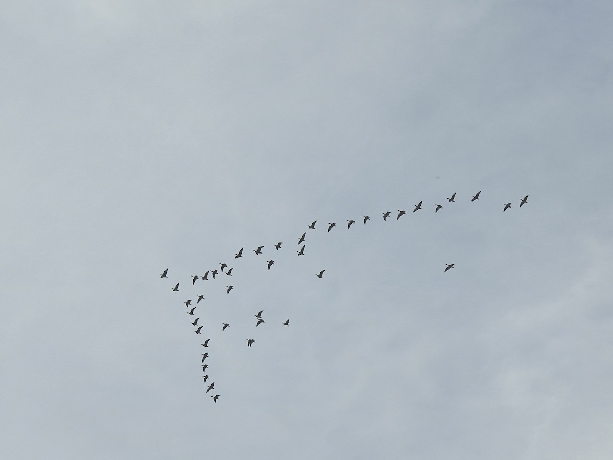 Pink-footed Goose - ML623631552