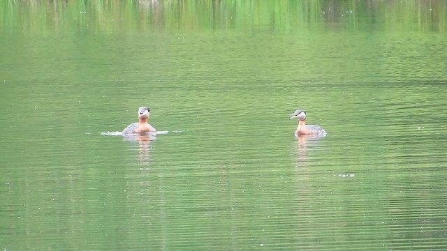 Red-necked Grebe - ML623631564