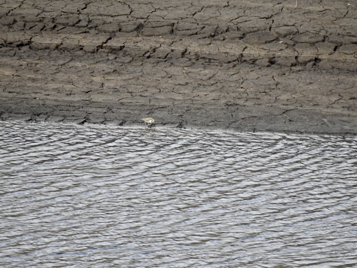 Common Sandpiper - ML623631577