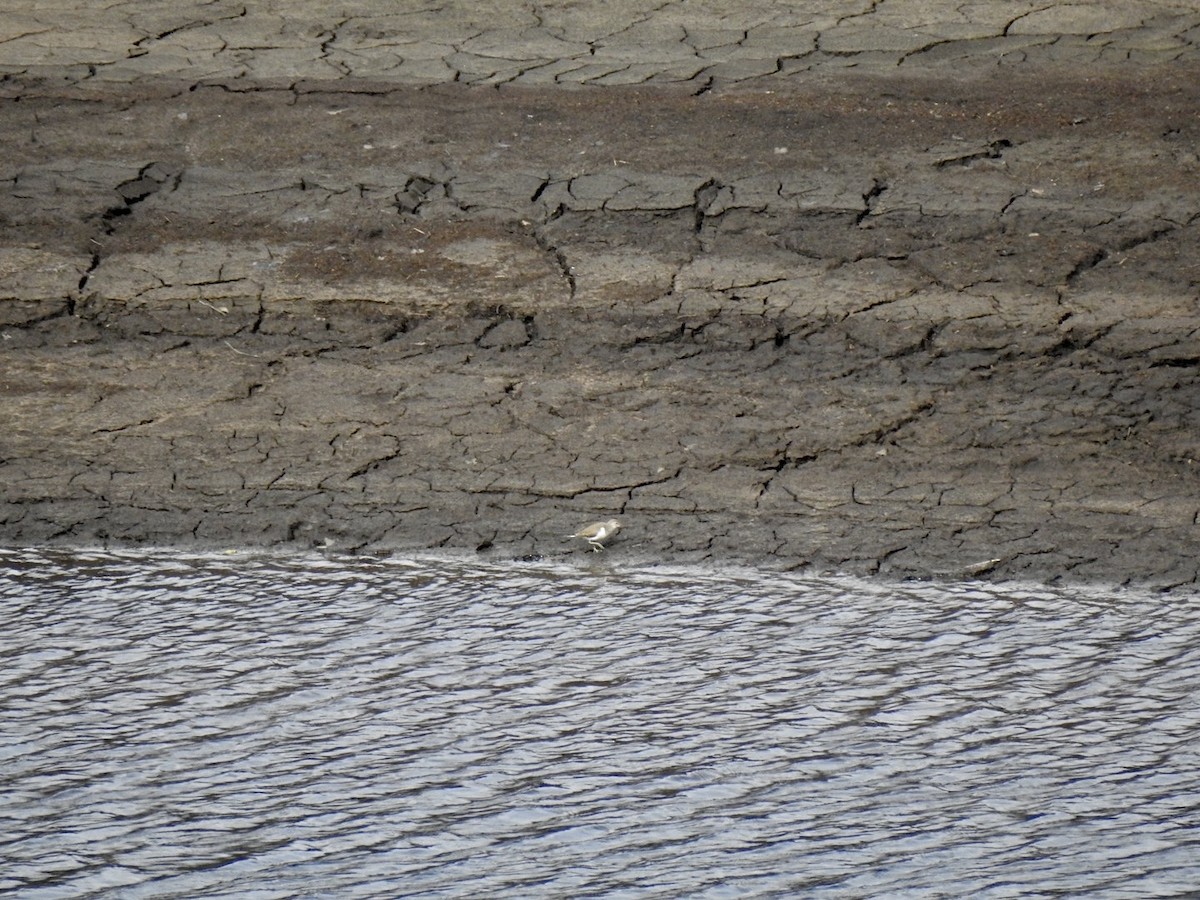 Common Sandpiper - ML623631578