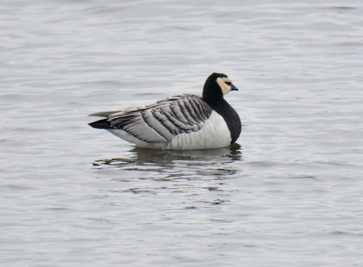 Barnacle Goose - George Dunbar