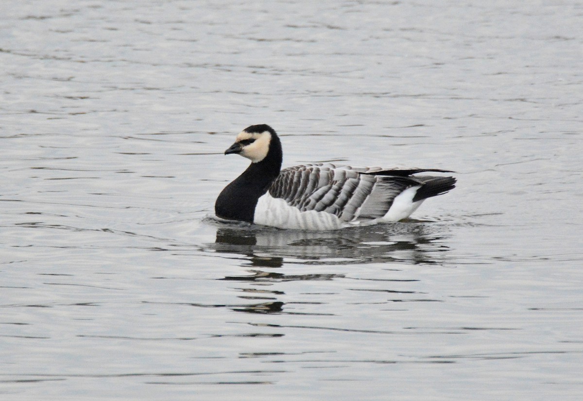 Barnacle Goose - ML623631583