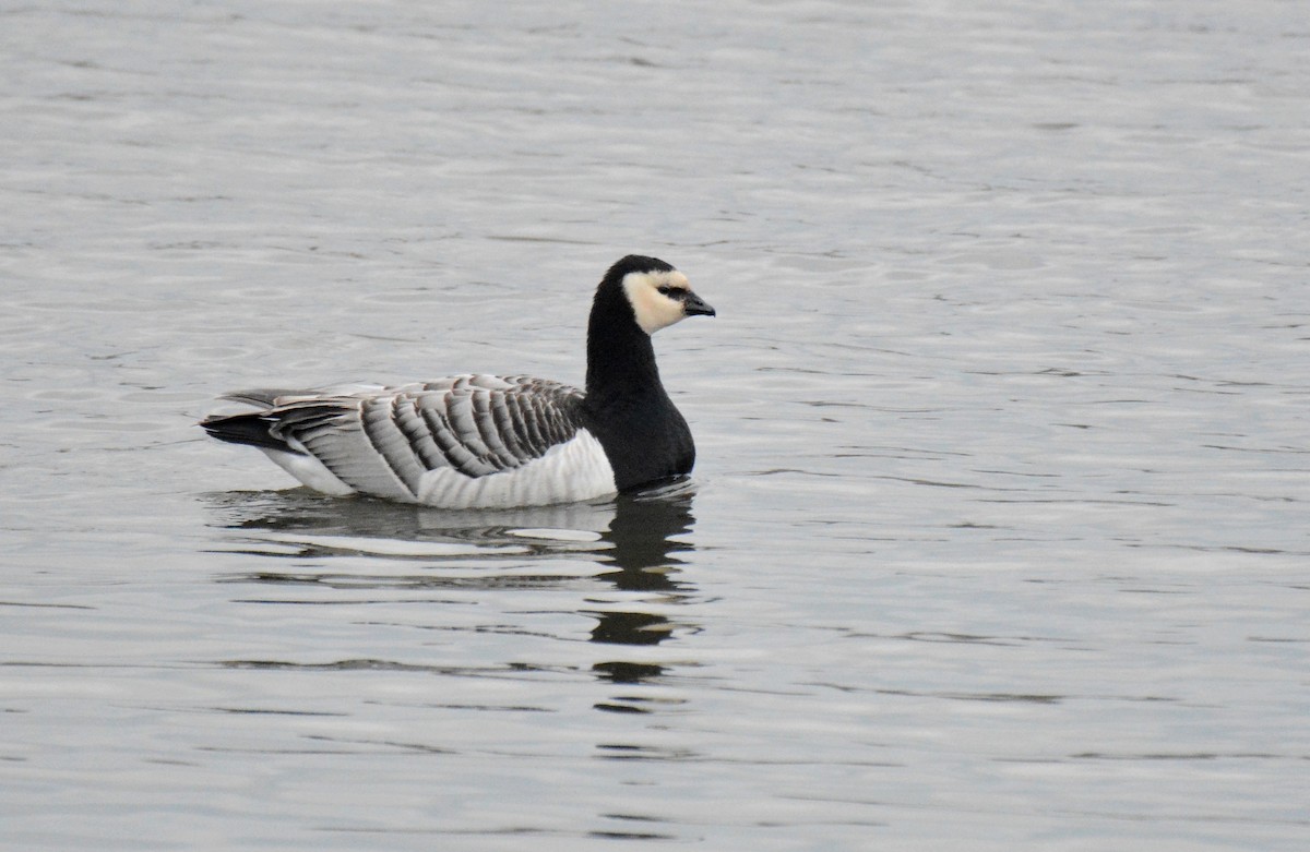 Barnacle Goose - ML623631584