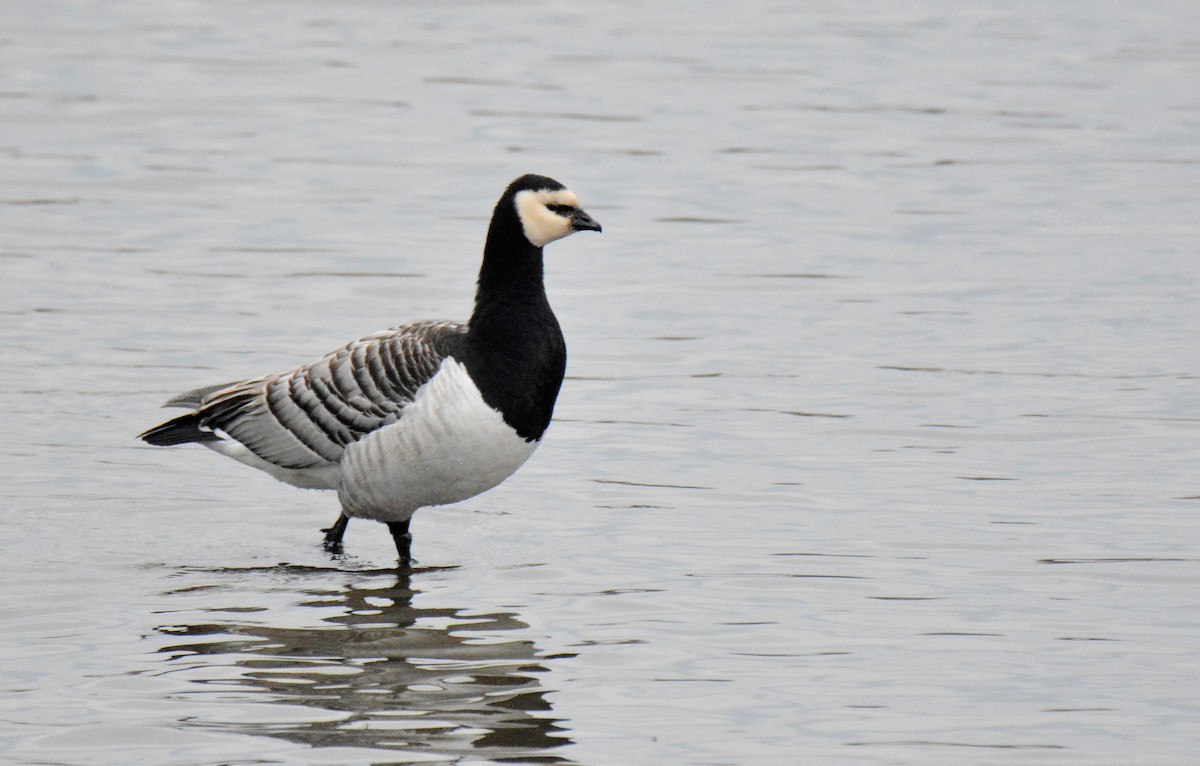 Barnacle Goose - George Dunbar