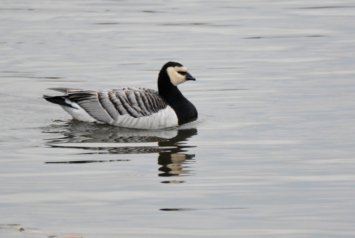 Barnacle Goose - ML623631587