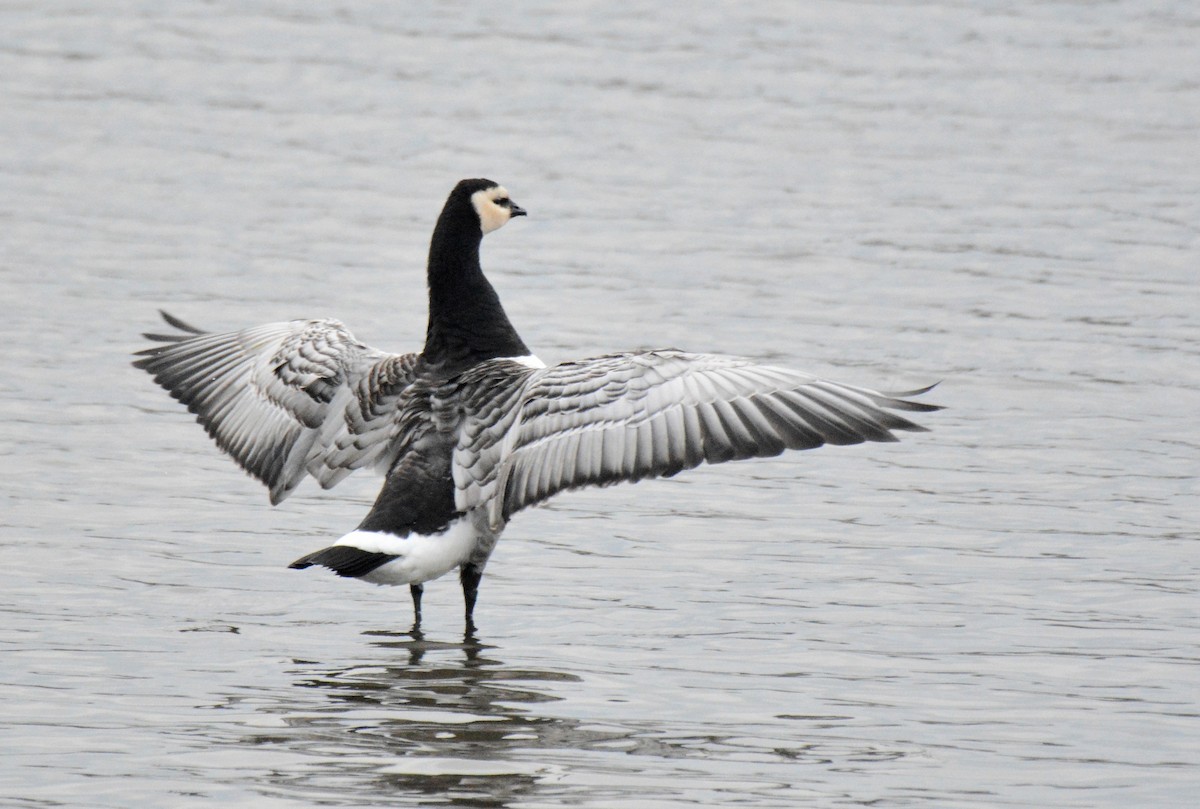 Barnacle Goose - ML623631588