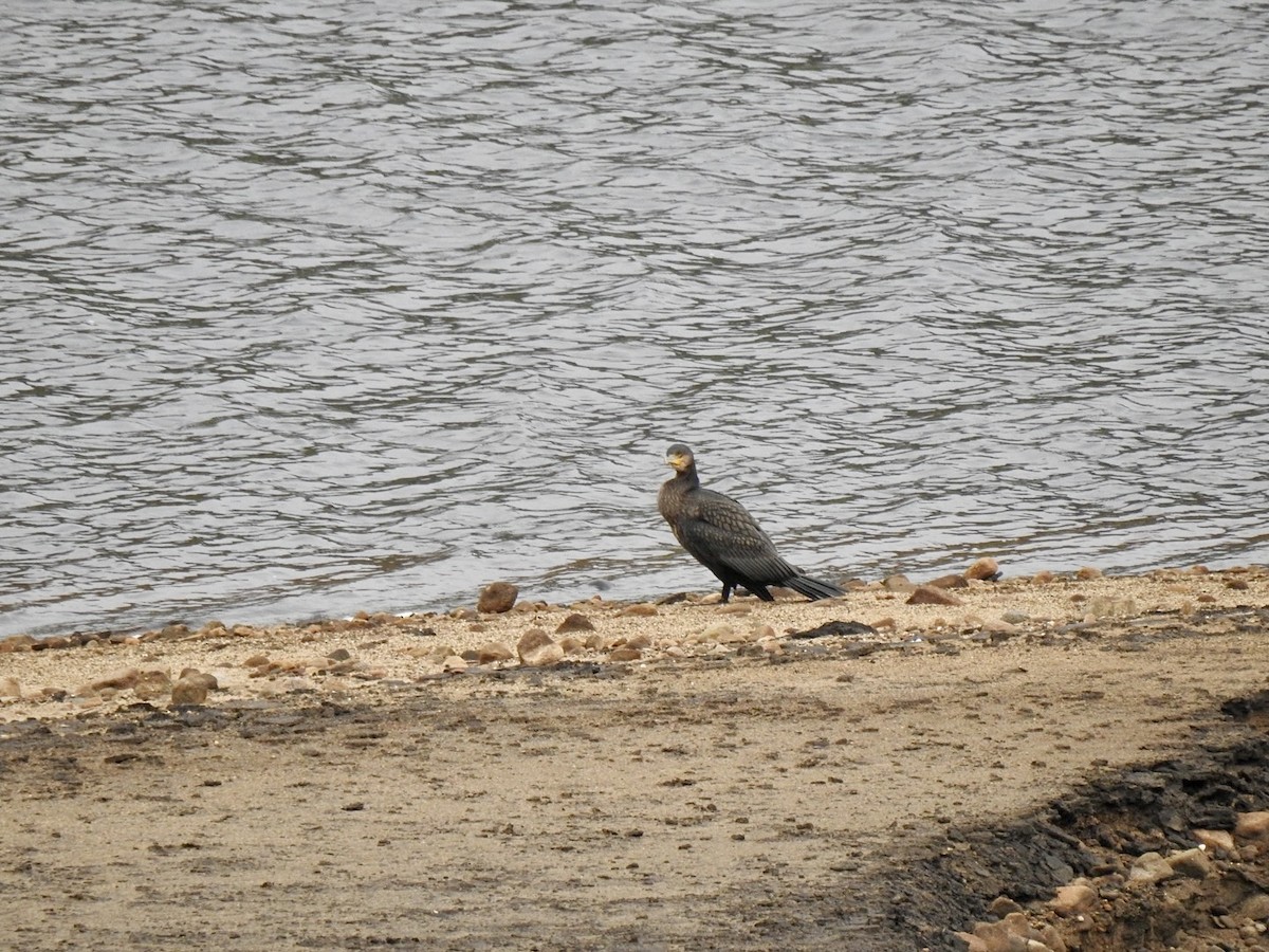 Cormorano (sinensis/hanedae) - ML623631596