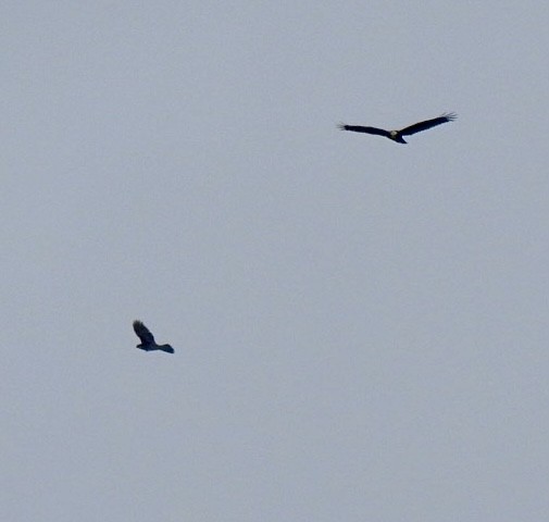 Western Marsh Harrier - ML623631603