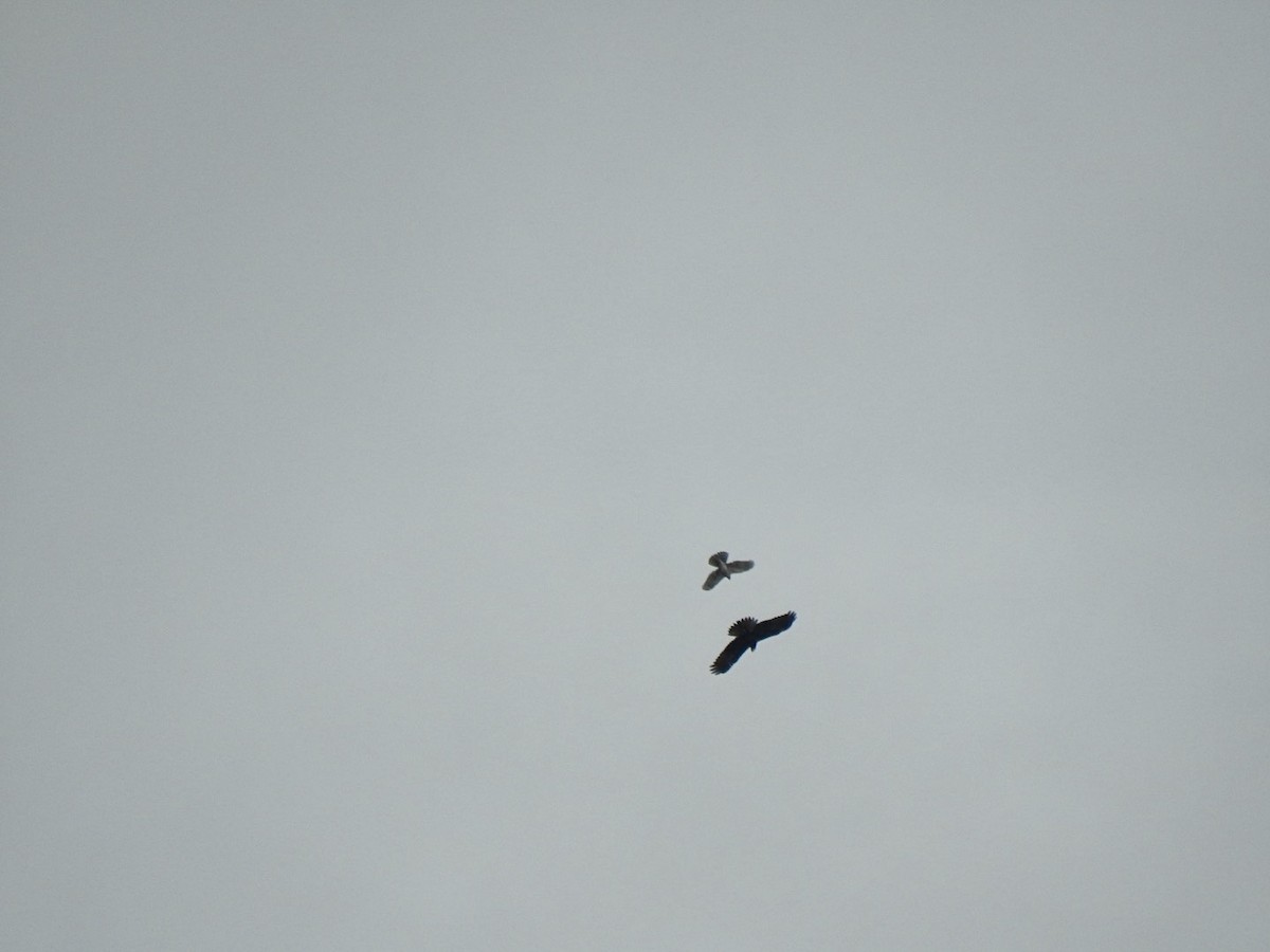 Western Marsh Harrier - ML623631604