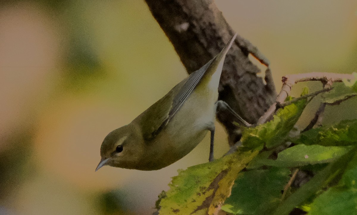 Tennessee Warbler - ML623631606
