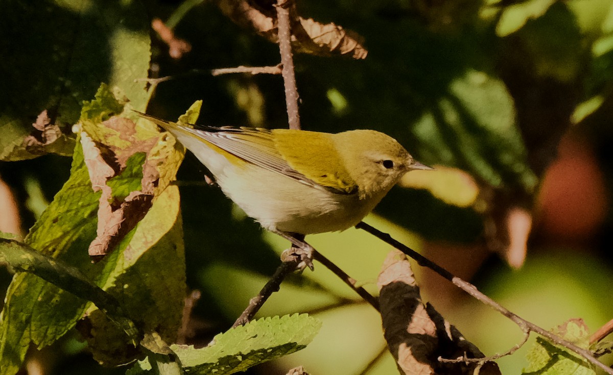 Tennessee Warbler - ML623631607