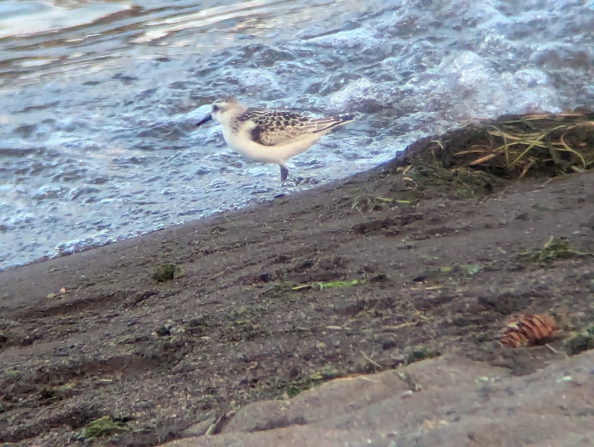 Sanderling - ML623631625