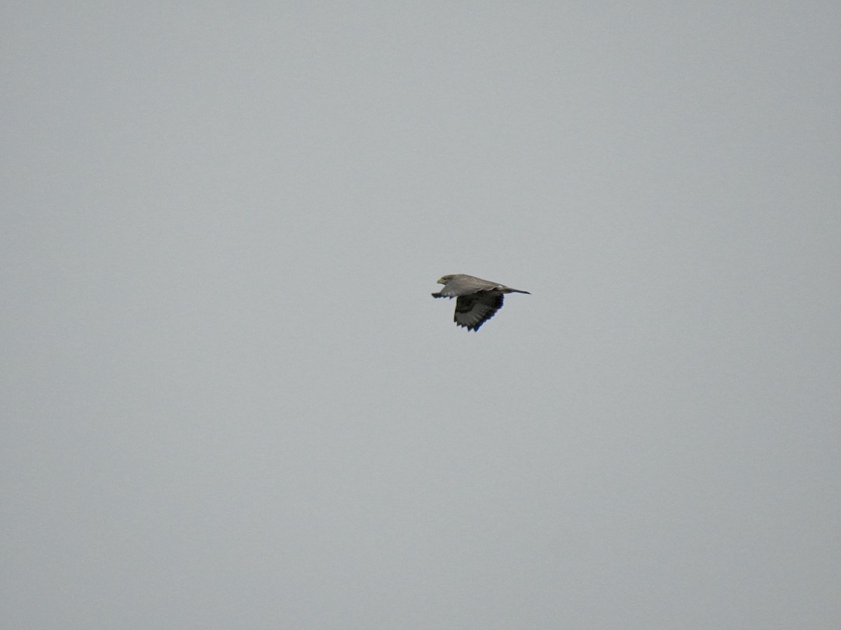 Common Buzzard (Western) - ML623631626