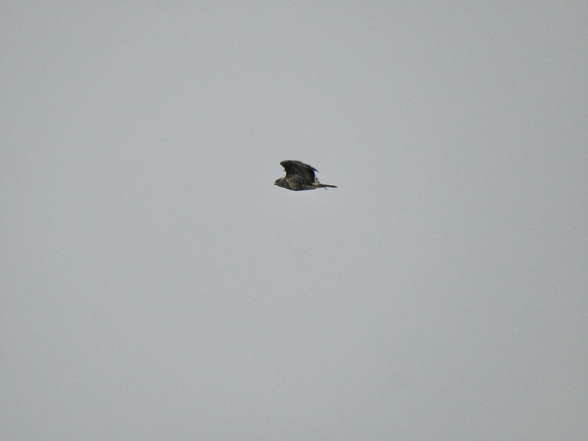 Common Buzzard (Western) - ML623631627