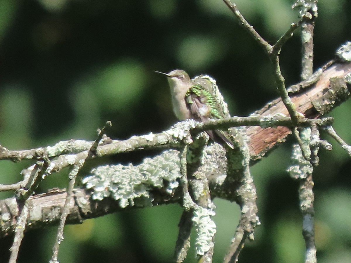 Ruby-throated Hummingbird - ML623631649
