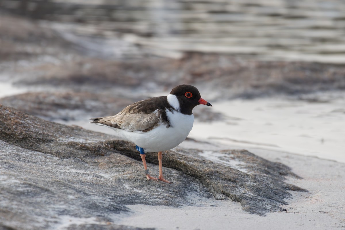 Hooded Plover - ML623631678