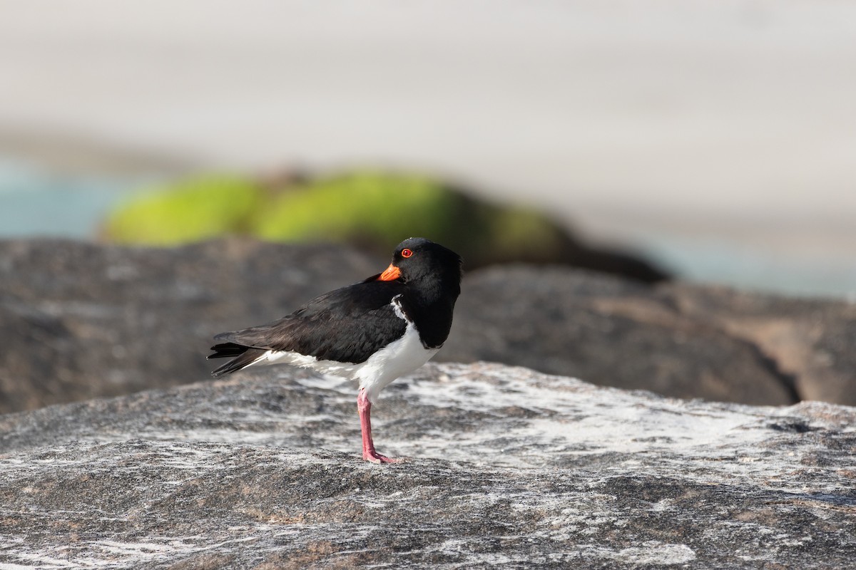 Pied Oystercatcher - ML623631684