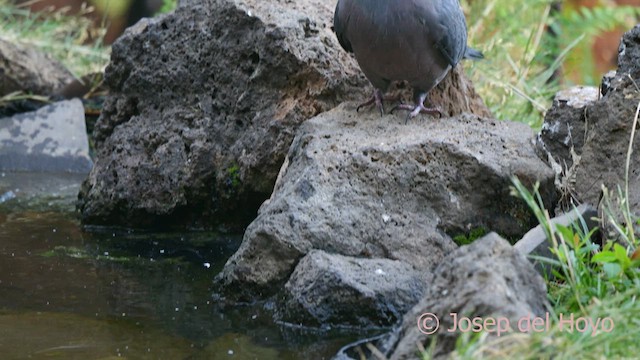 カナリーバト - ML623631701