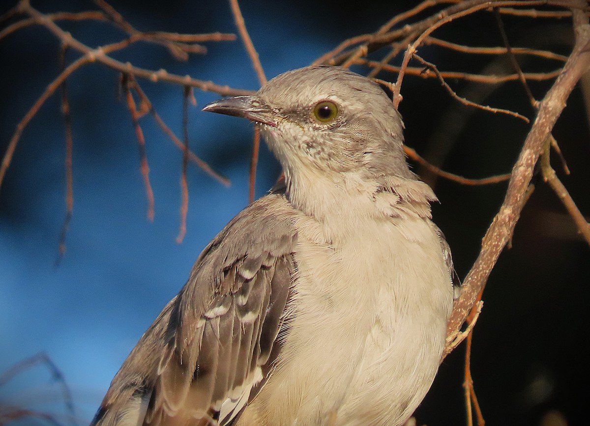 Northern Mockingbird - ML623631721