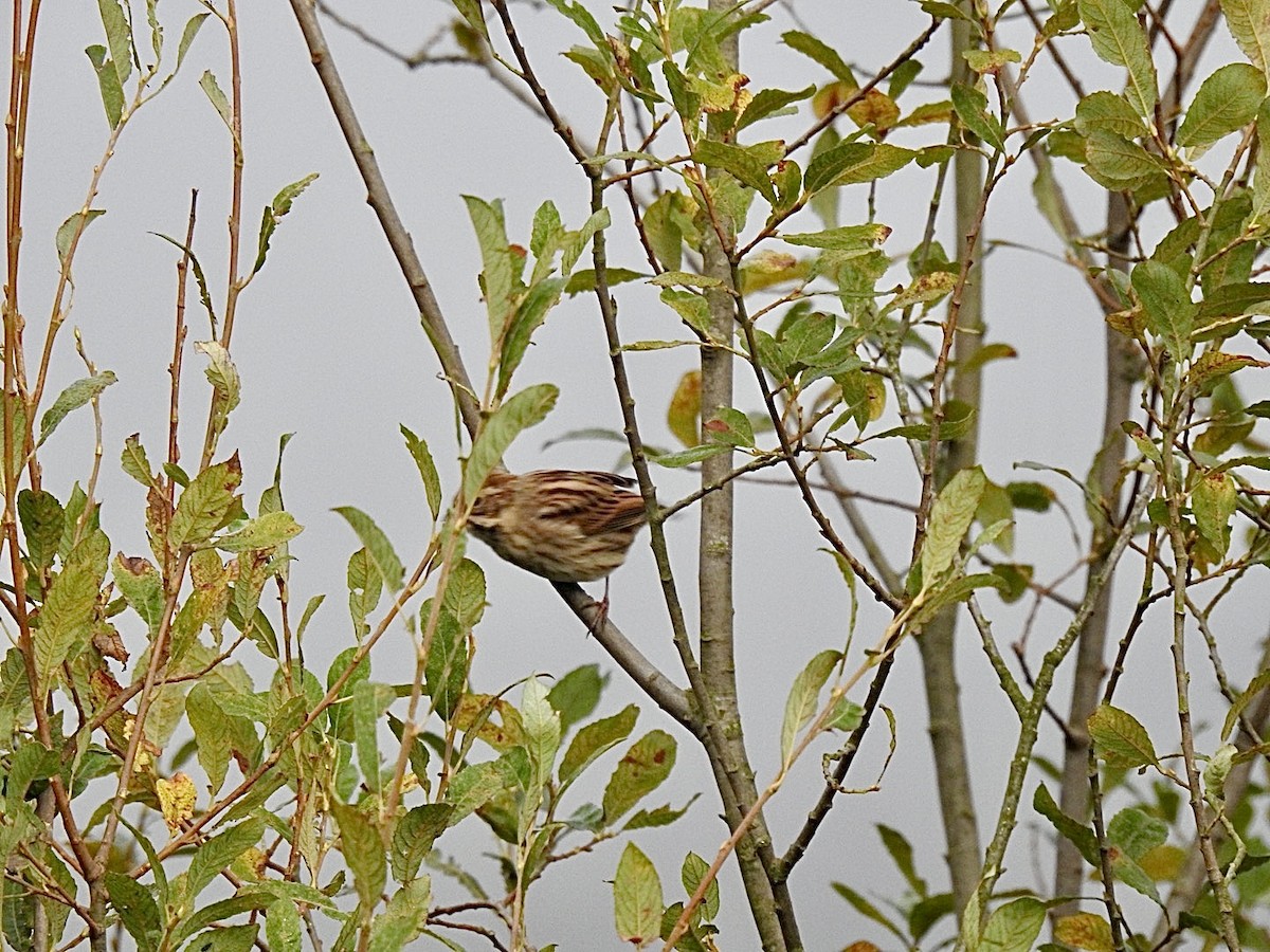 Reed Bunting - ML623631722