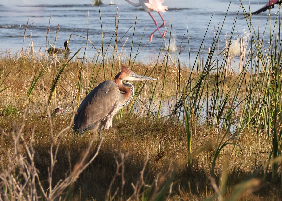 Goliath Heron - ML623631724