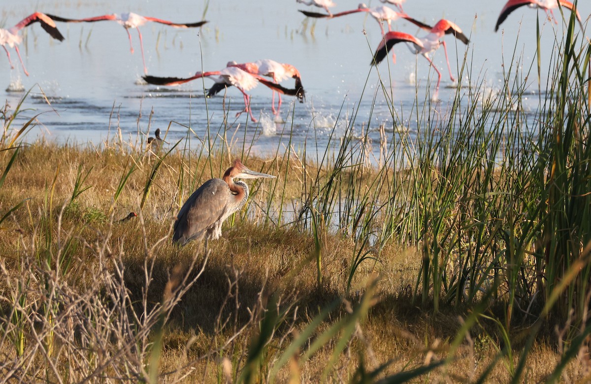 Goliath Heron - ML623631725