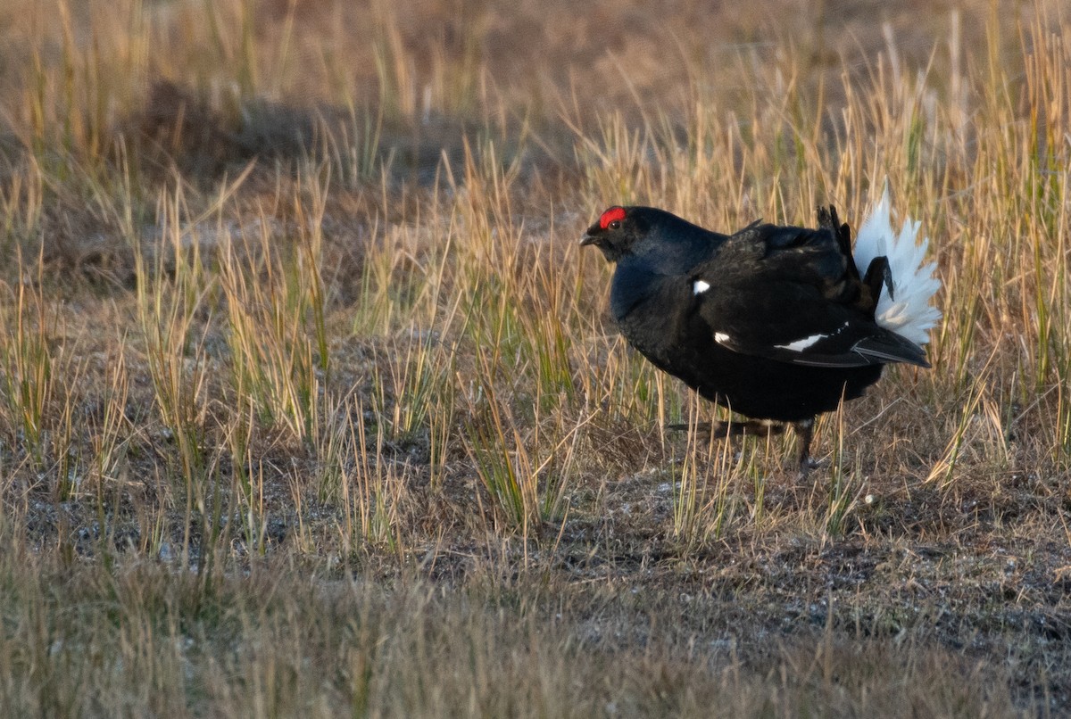 Black Grouse - George Dunbar